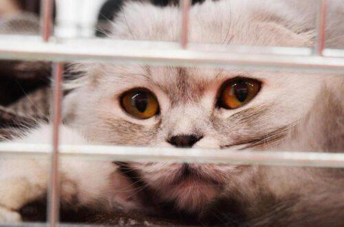 Katze hinter Gitter