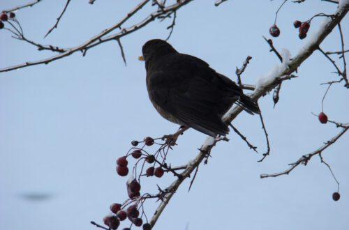 Vogel im Winter
